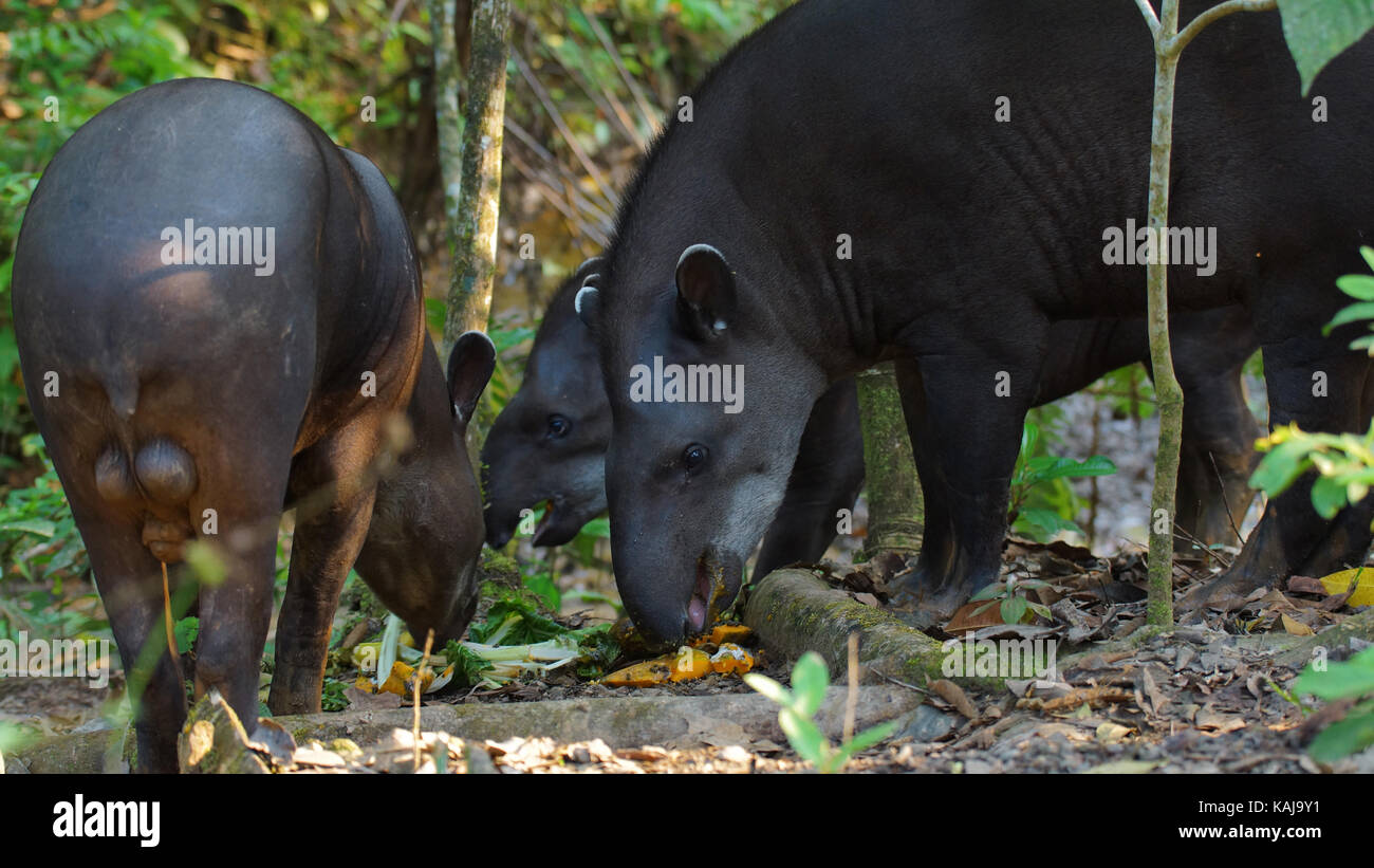 Groupe de tapirs manger en Amazonie équatorienne. Noms communs : le tapir, danta. Nom scientifique : Tapirus terrestris Banque D'Images