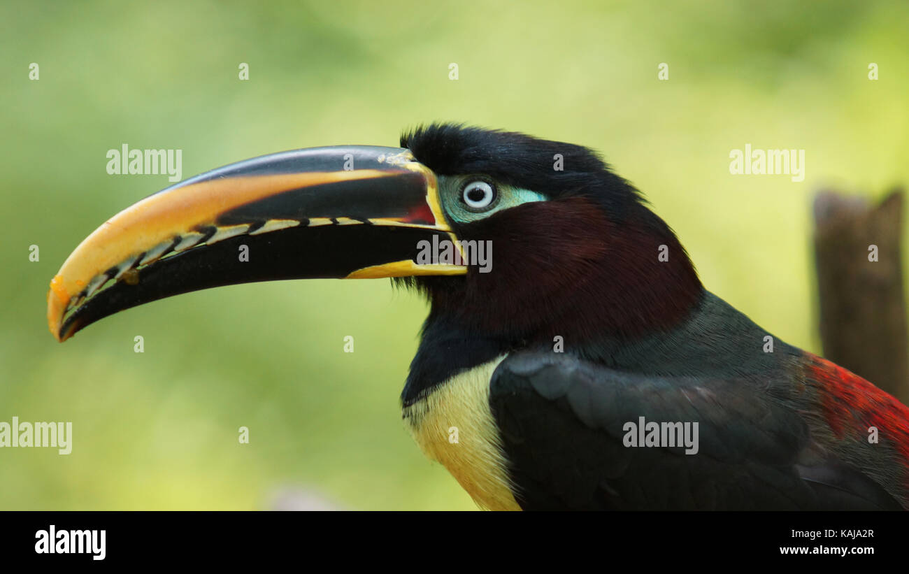 Toucan vu de profil en Amazonie équatorienne. Noms communs : pichilingo. Nom scientifique : pteroglossus castanotis Banque D'Images
