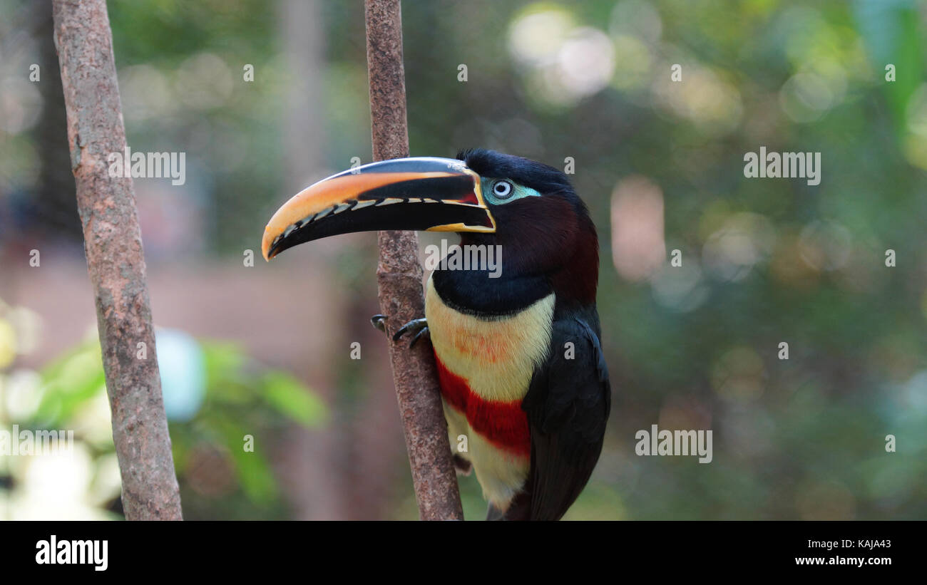 Toucan sur une branche en Amazonie équatorienne. Noms communs : pichilingo. Nom scientifique : pteroglossus castanotis Banque D'Images