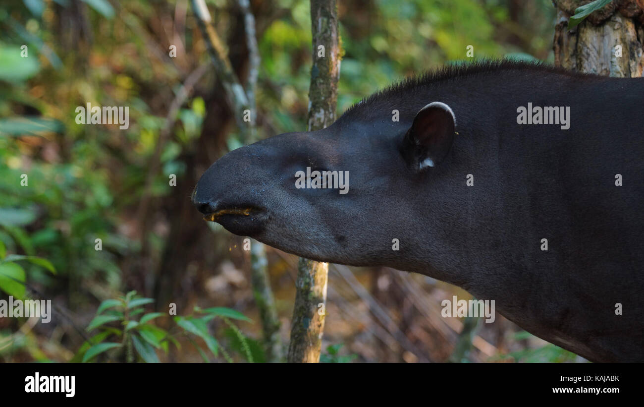 Vue de profil d'Amazon5 dans Amazonie Équatorienne. Noms communs : le tapir, Danta. Nom scientifique : Tapirus terrestris Banque D'Images