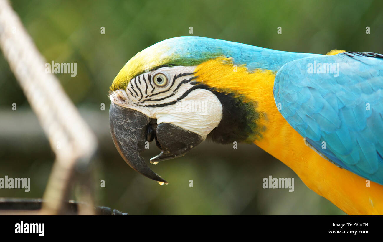 Macaw sur fond vert en Amazonie équatorienne. Noms communs : guacamayo ou papagayo. Nom scientifique : ara ararauna Banque D'Images