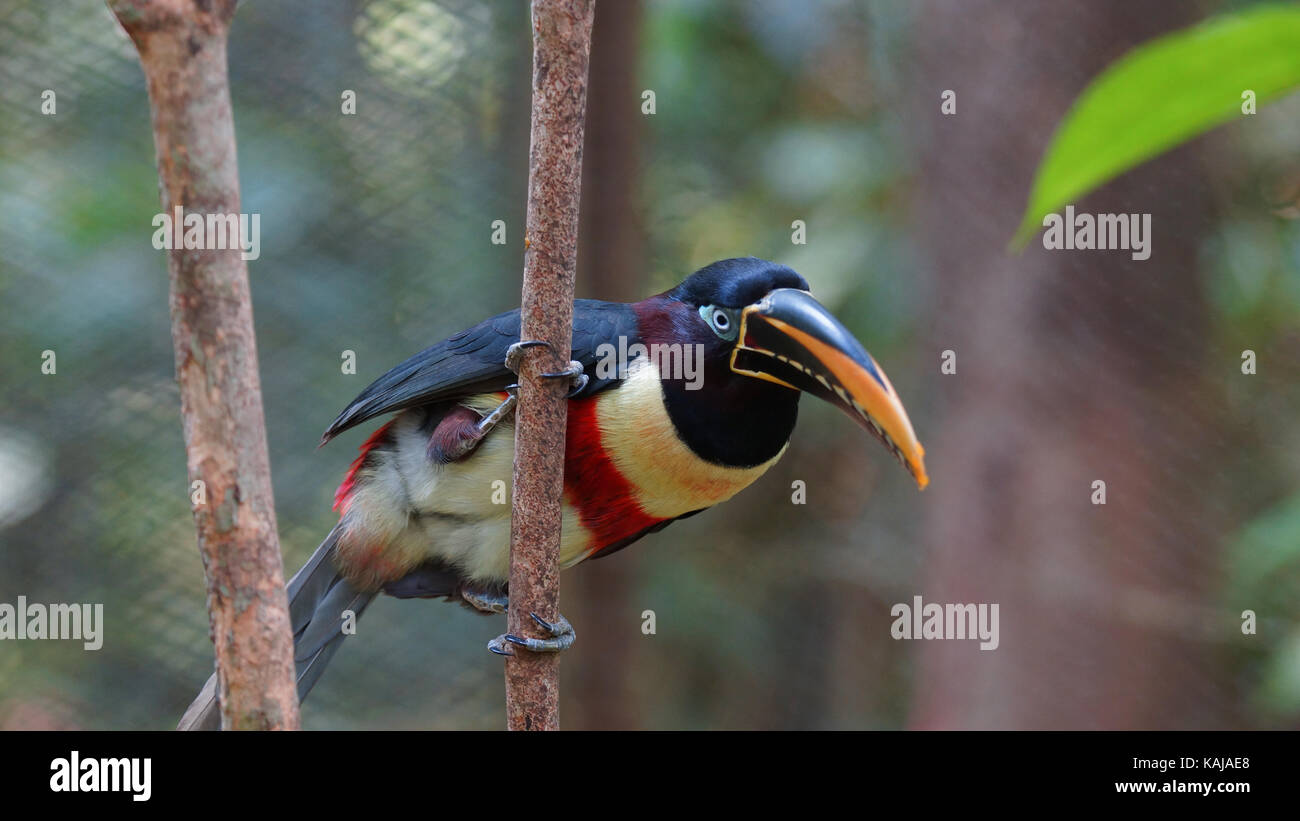Toucan sur une branche en Amazonie équatorienne. Noms communs : pichilingo. Nom scientifique : pteroglossus castanotis Banque D'Images