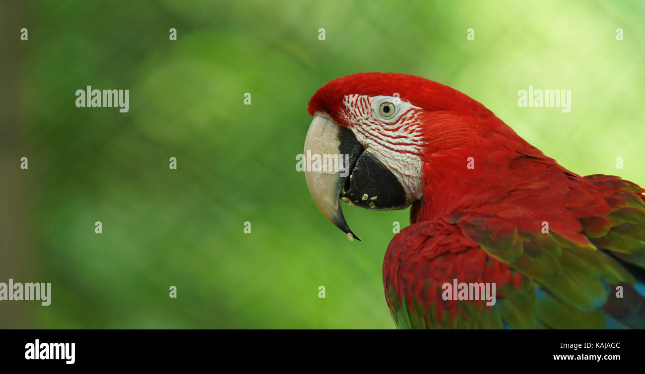 Macaw sur fond vert en Amazonie équatorienne. Noms communs : guacamayo ou papagayo. Nom scientifique : ara chloroptera Banque D'Images