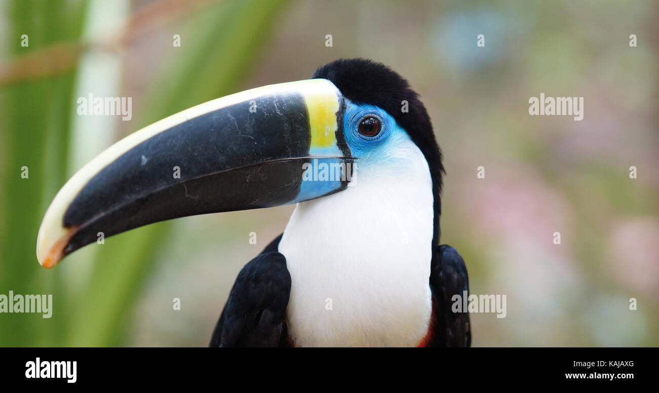 Toucan vu de face en Amazonie équatorienne. Noms communs : tucan. Nom scientifique : ramphastos vitellinus Banque D'Images
