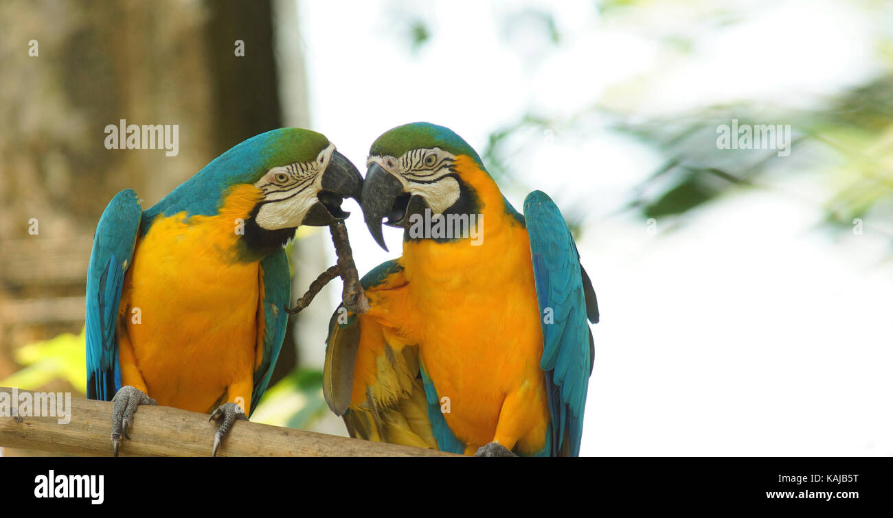 Paire de perroquets sur une branche en Amazonie équatorienne. Noms communs : guacamayo ou papagayo. Nom scientifique : ara ararauna Banque D'Images
