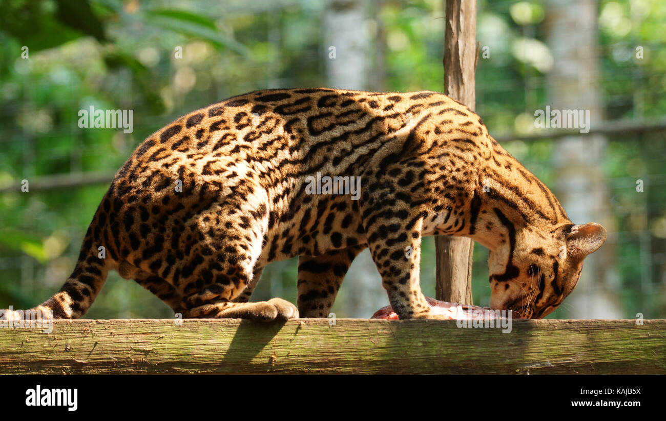 Tigrilleo de manger un morceau de viande en Amazonie équatorienne. Noms communs : ocelote, tigrilleo. Nom scientifique : leopardus pardalis Banque D'Images