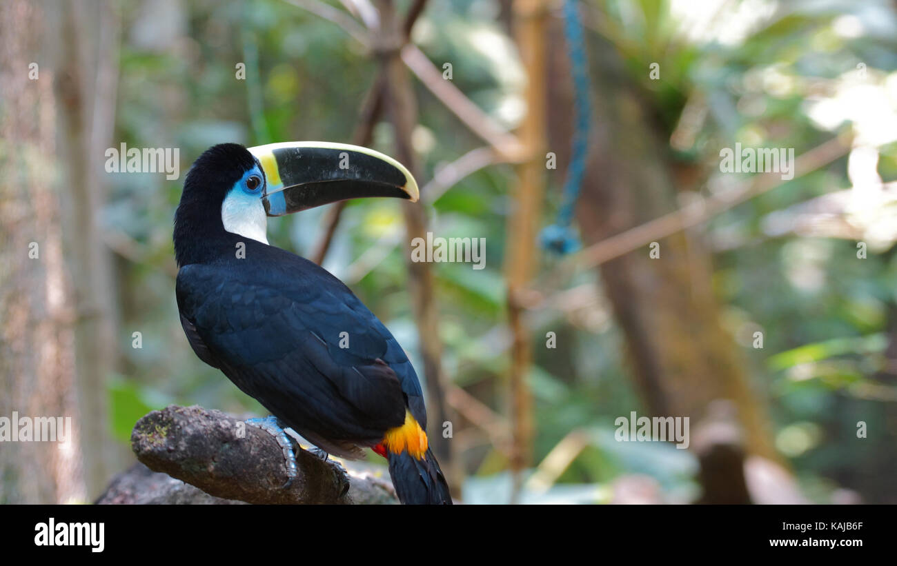 Toucan vu de derrière en Amazonie équatorienne. Noms communs : tucan. Nom scientifique : ramphastos vitellinus Banque D'Images