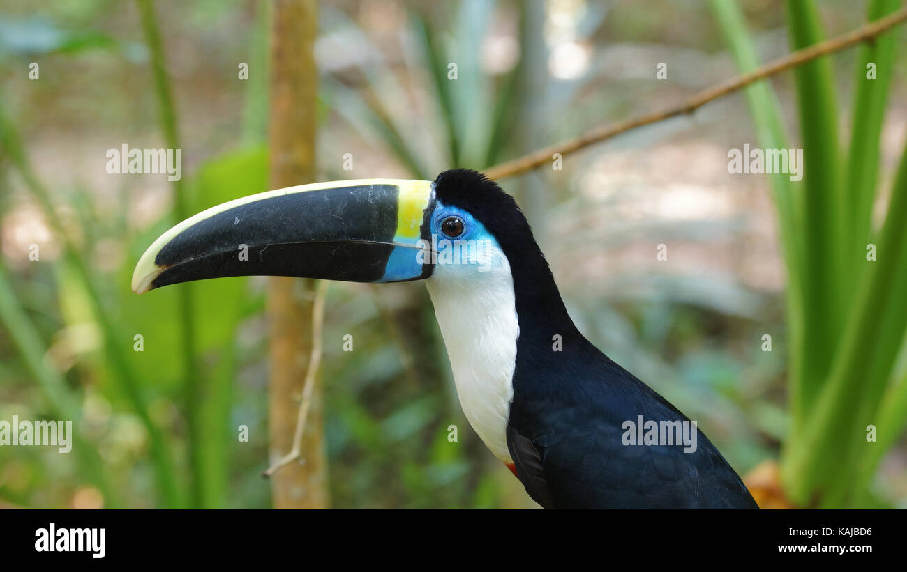 Toucan vu de profil en Amazonie équatorienne. Noms communs : tucan. Nom scientifique : ramphastos vitellinus Banque D'Images