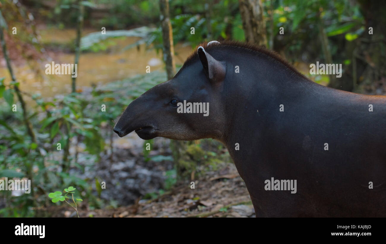 Vue de profil d'amazon5 dans Amazonie équatorienne. Noms communs : le tapir, danta. Nom scientifique : Tapirus terrestris Banque D'Images