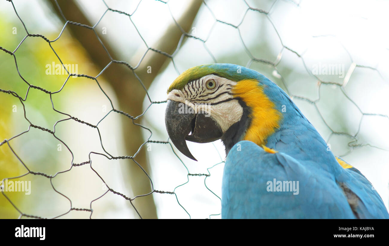 Ara en cage en Amazonie équatorienne. Noms communs : guacamayo ou papagayo. Nom scientifique : ara ararauna Banque D'Images