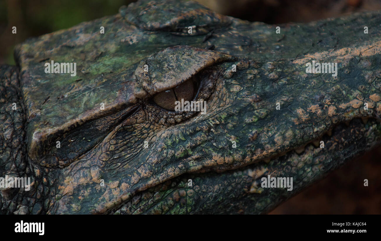 Approche de l'œil de l'Étroit-snouted Caïman à lunettes en Amazonie équatorienne. Noms communs : Caiman de anteojos. Nom scientifique : Paleosuchus trigo Banque D'Images