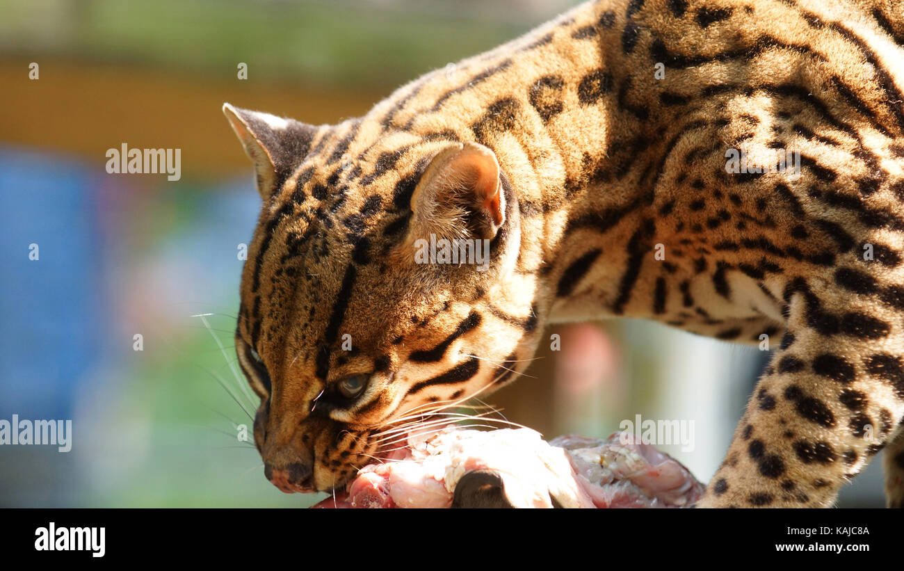 Tigrilleo de manger un morceau de viande en Amazonie équatorienne. Noms communs : ocelote, tigrilleo. Nom scientifique : leopardus pardalis Banque D'Images