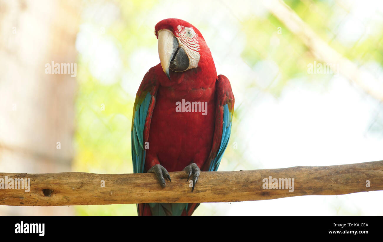 Vue avant du Japon sur une branche en Amazonie équatorienne. Noms communs : guacamayo ou papagayo. Nom scientifique : ara chloroptera Banque D'Images