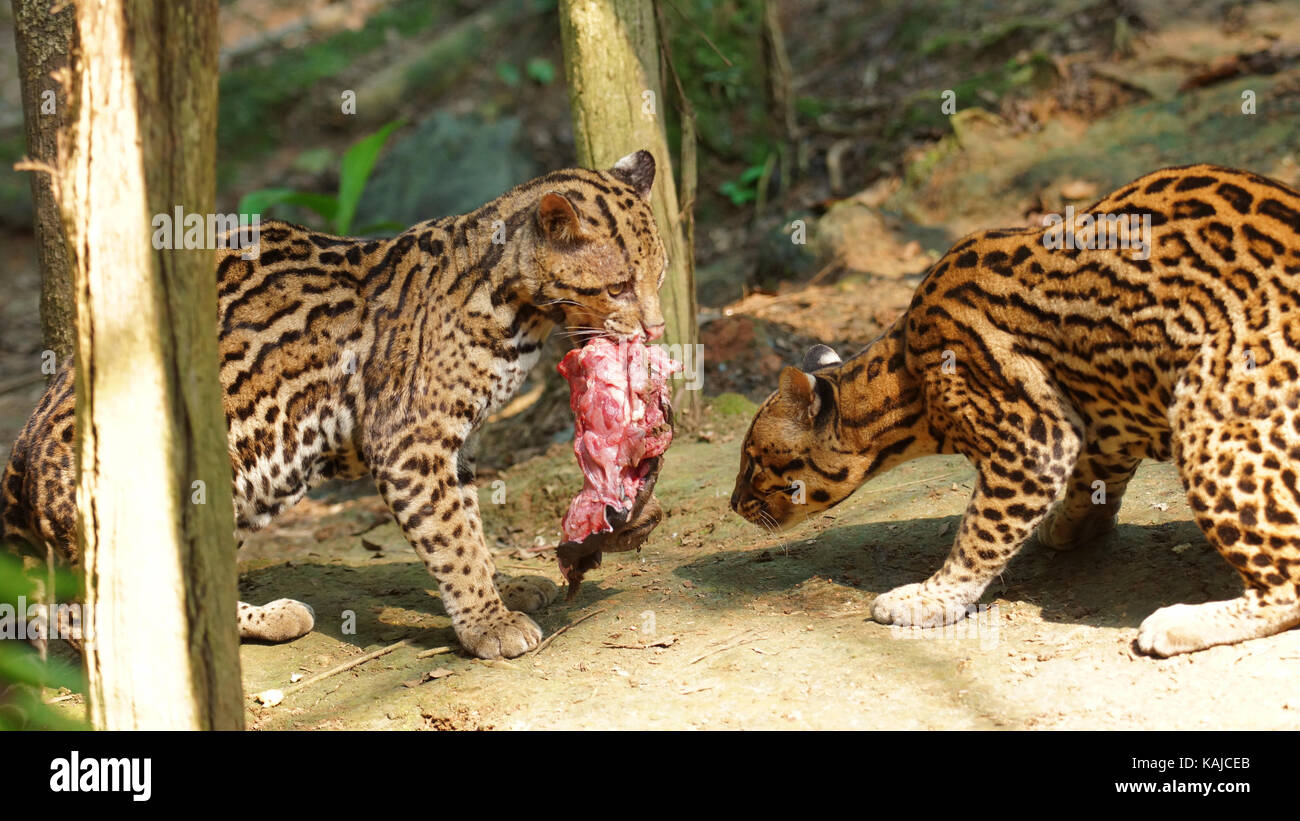 Couple d'tigrilleos à jouer avec un morceau de viande en Amazonie équatorienne. Noms communs : ocelote, tigrilleo. Nom scientifique : leopardus pardalis Banque D'Images