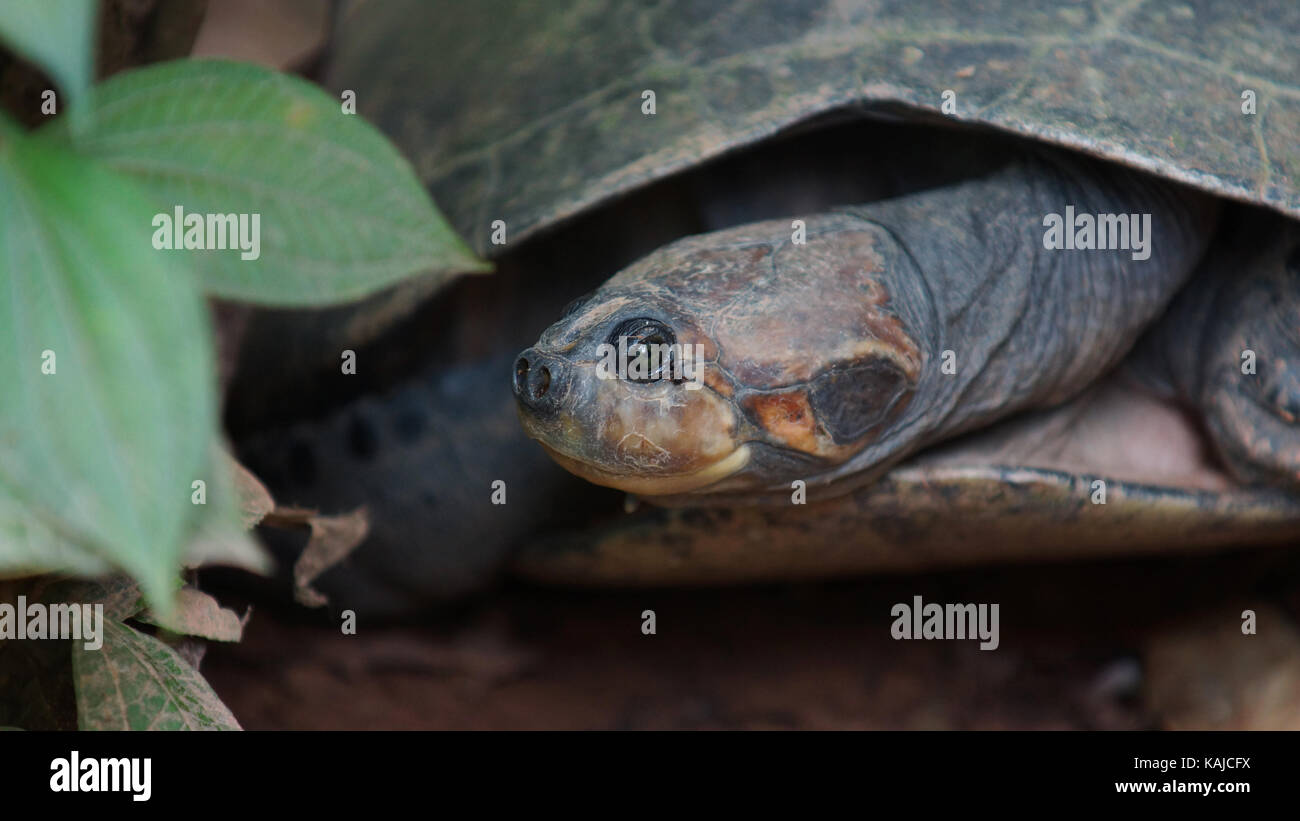 Vue avant de tortue avec les jambes et la tête à l'intérieur de sa coquille en Amazonie équatorienne. Noms communs :. charapa podocnemis unifilis Nom scientifique : Banque D'Images