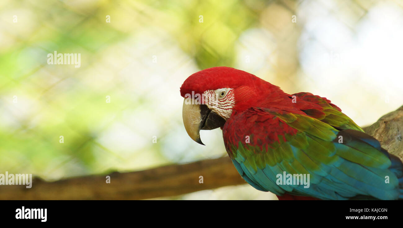 Ara en cage en Amazonie équatorienne. Noms communs : guacamayo ou papagayo. Nom scientifique : ara chloroptera Banque D'Images