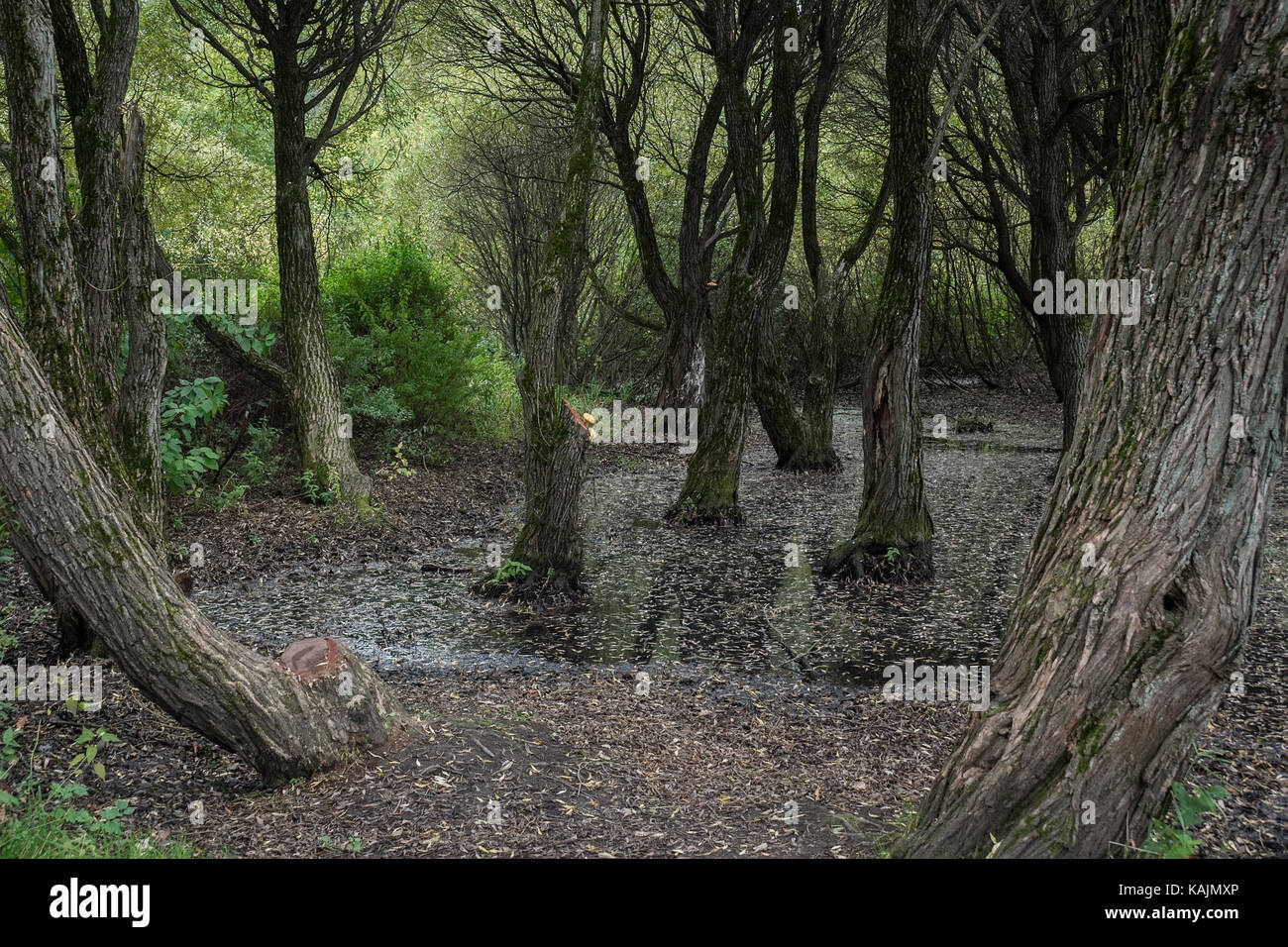 Scary fairy forest en Russie, automne, halloween, maison de vacances Banque D'Images