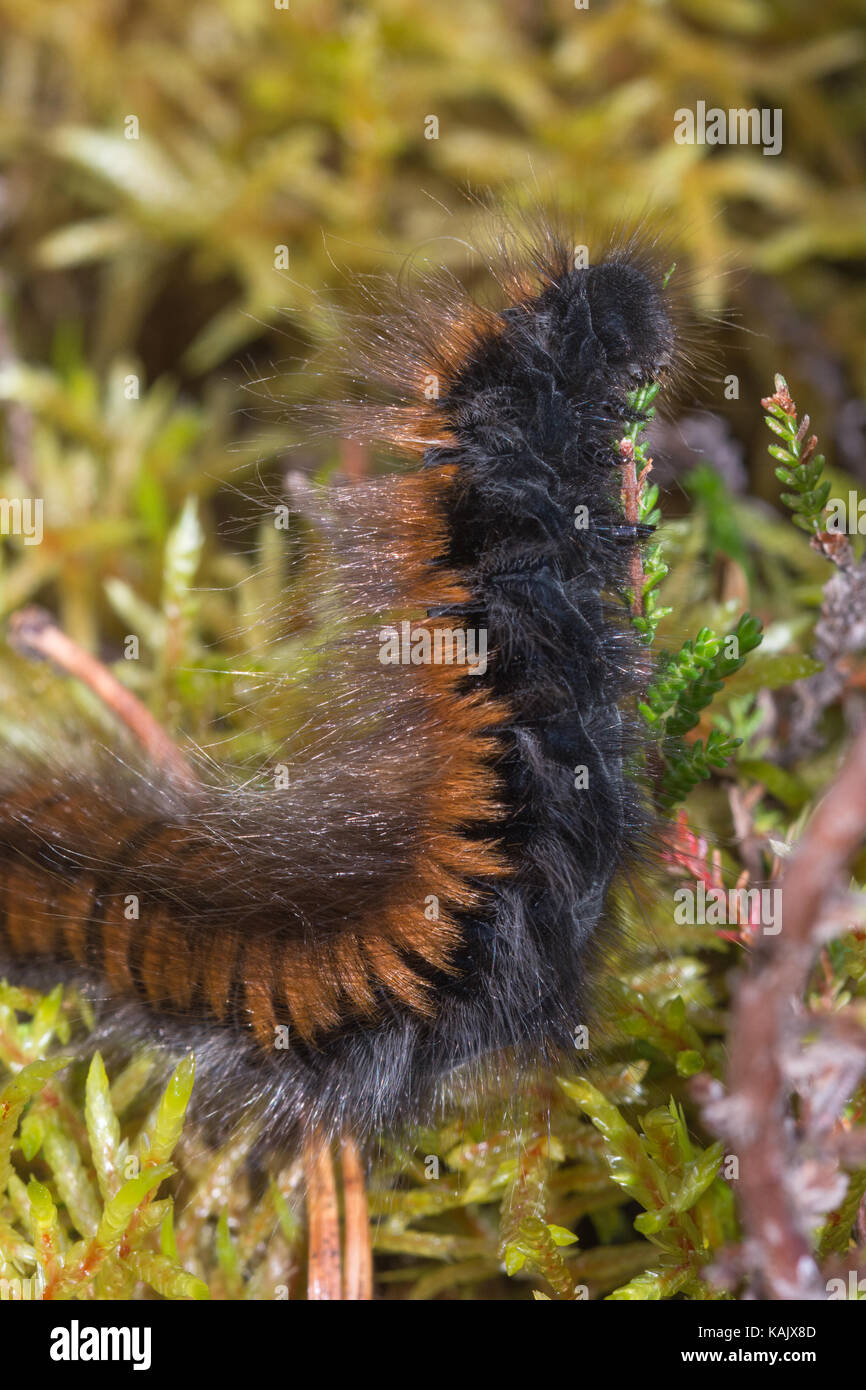Fox Moth caterpillar Macrothylacia rubi (alimentation) sur la bruyère (Calluna) Banque D'Images