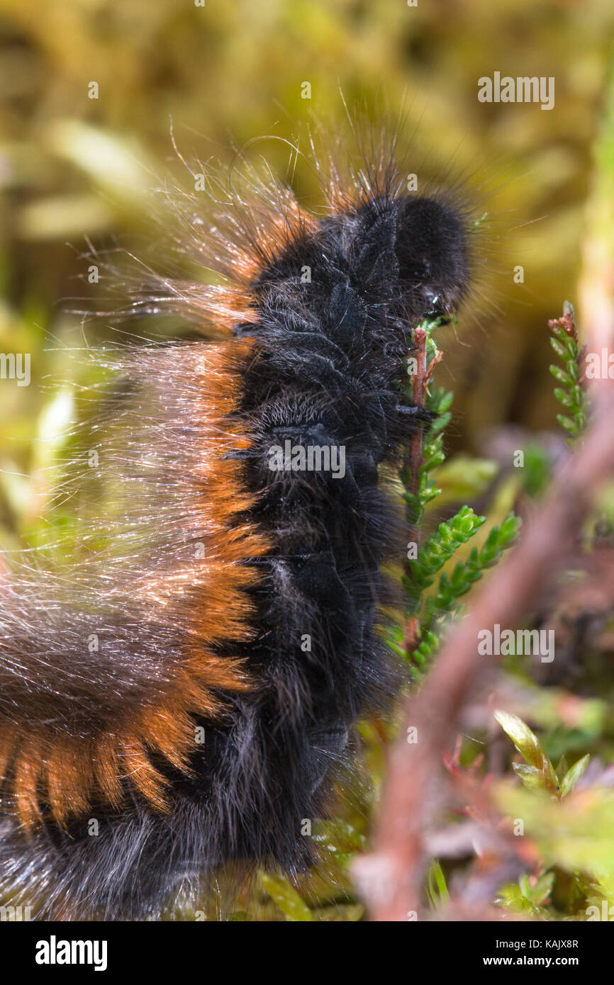 Fox Moth caterpillar Macrothylacia rubi (alimentation) sur la bruyère (Calluna) Banque D'Images