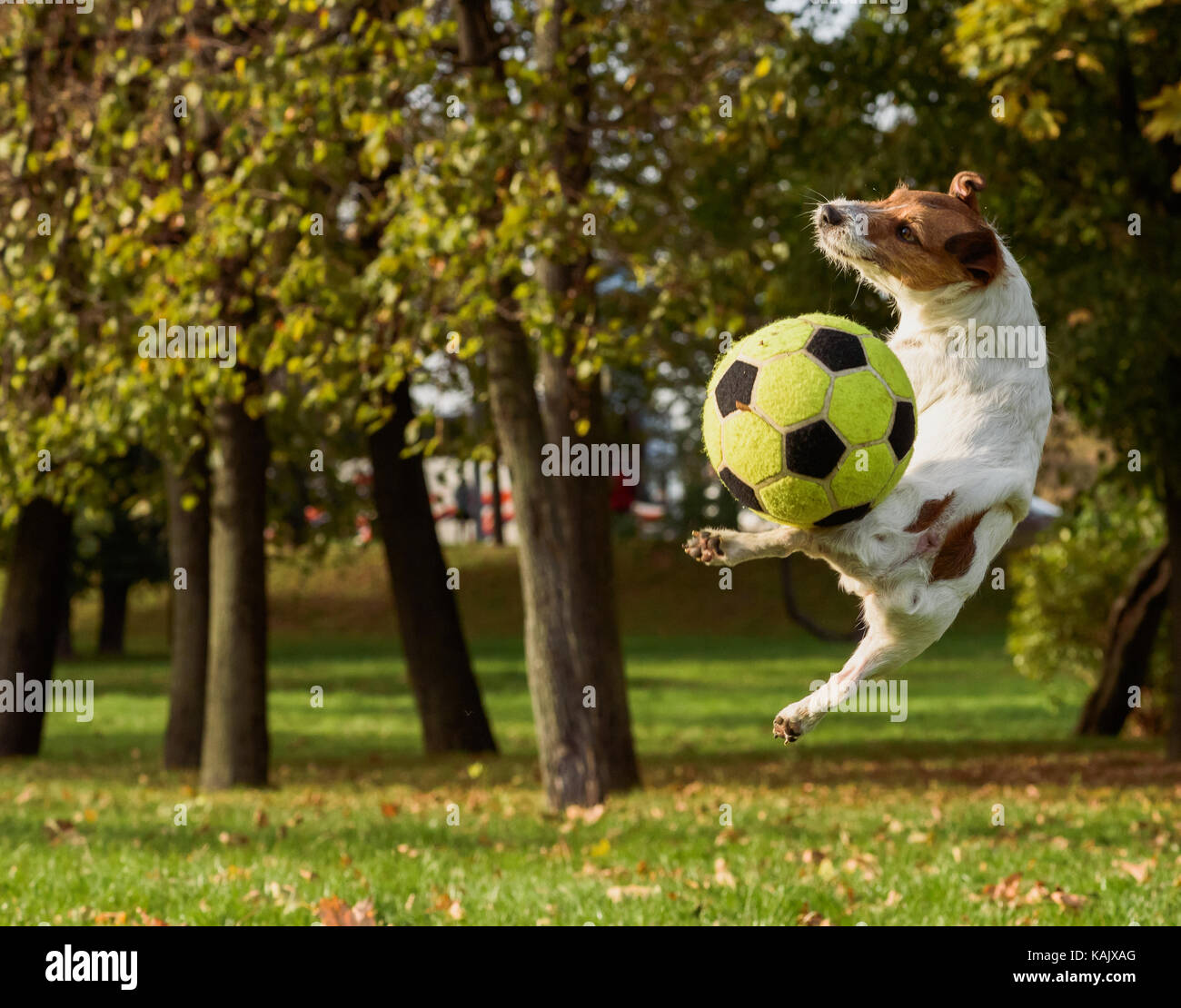 La joie avec chien domestique à autumn park et ball Banque D'Images