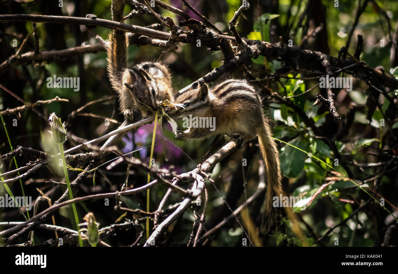 Deux petits tamias (Tamias minimus) dans un arbuste. (Colombie-Britannique, Canada, Amérique du Nord) Banque D'Images