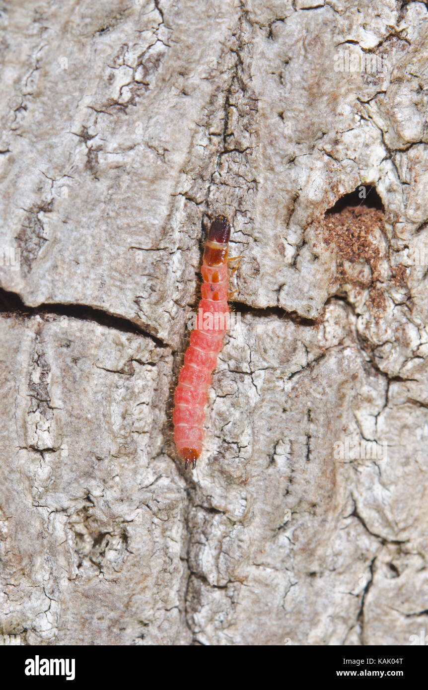 Une larve de l'Ant (Thanasimus formicarius). Cleridae. Sussex, UK Banque D'Images