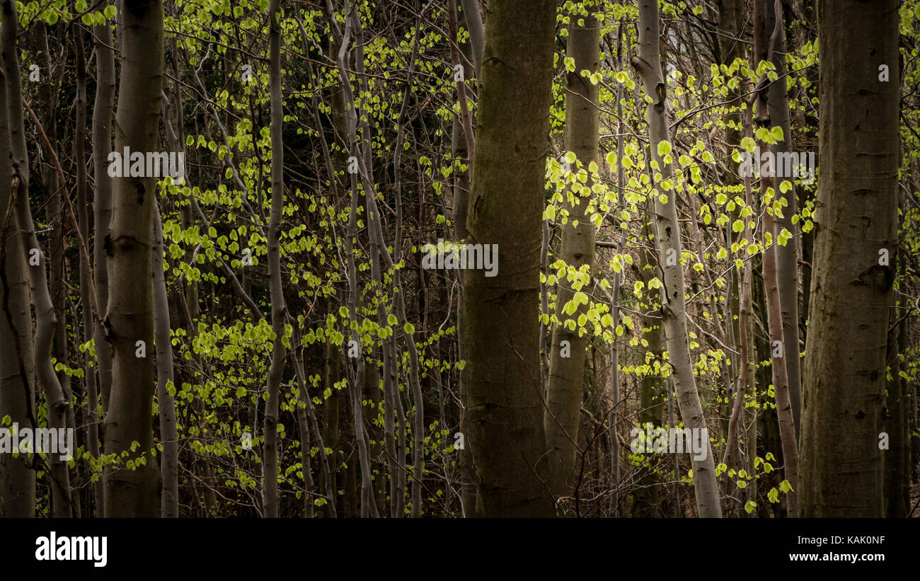 Lumière brillante sur un jeune bouleau argenté (betula pendula) et éclairant toutes les feuilles vertes fraîches (printemps). Prise en Saxe, Allemagne. Banque D'Images