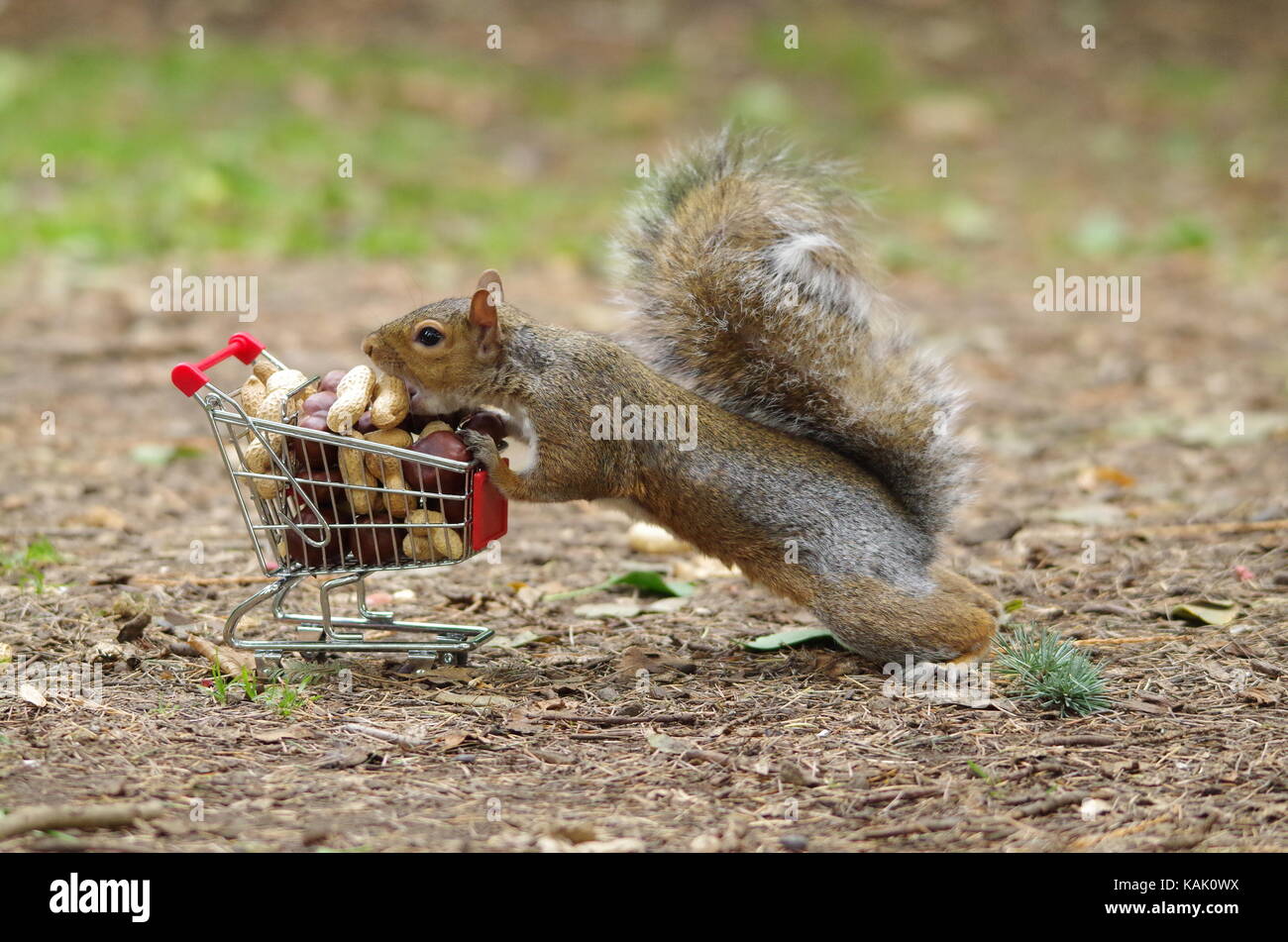 Écureuil gris avec panier plein de noix saison d'automne photo Banque D'Images
