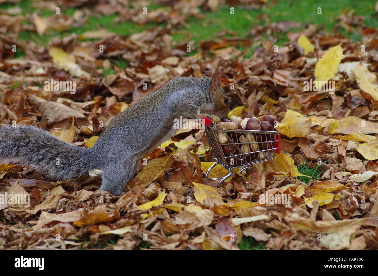 Écureuil gris avec panier plein de noix saison d'automne photo Banque D'Images