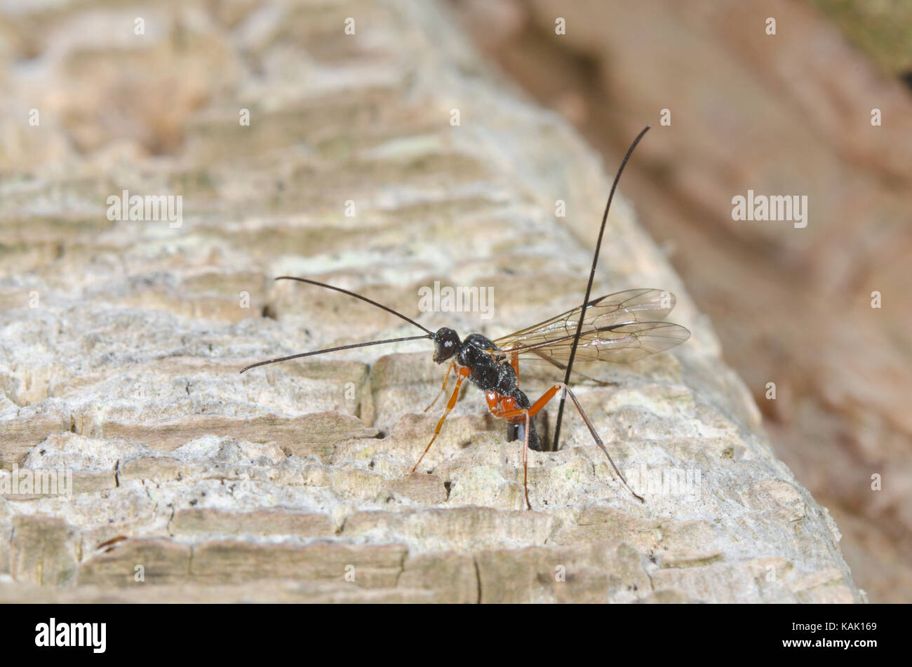 Ichneumon ou Wasp de Darwin (manifeste d'Ephialtes) sur le bois de chêne Banque D'Images