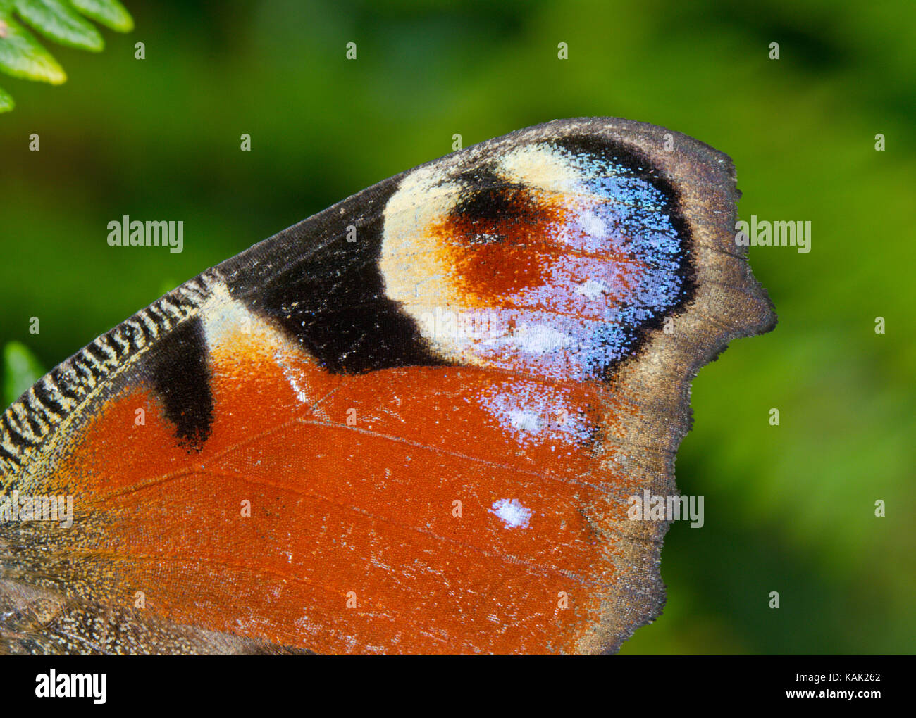 Détail d'aile de papillon paon (Aglais io) Banque D'Images