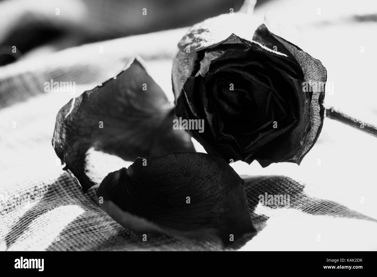 Un beau jardin de fleurs sèches et rose se situe sur un tissu en lin dans une boîte, se trouvent ryami pétales secs Banque D'Images