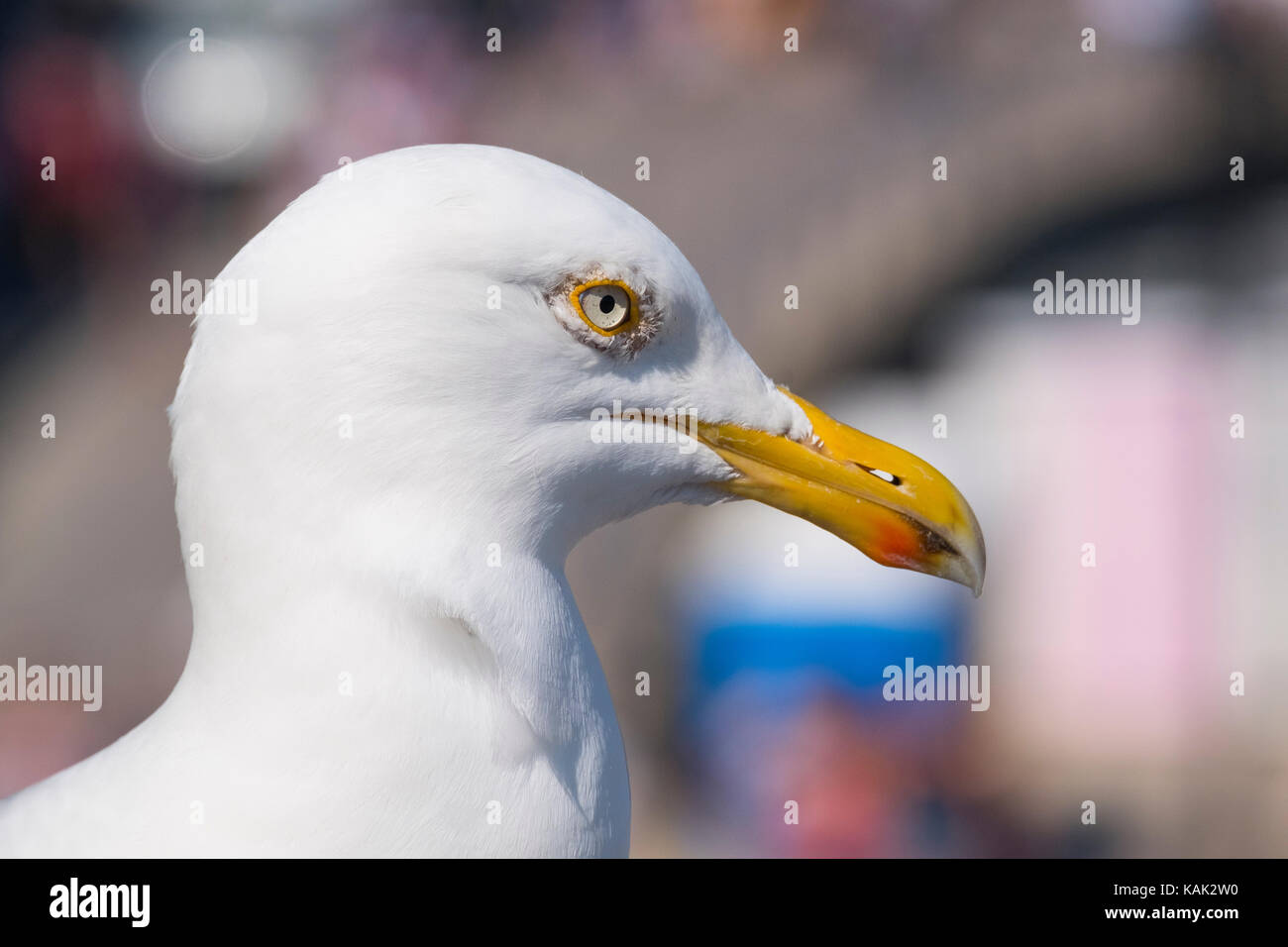 Close-up d'un goéland argenté à Lyme Regis, dans le Dorset, UK. Banque D'Images