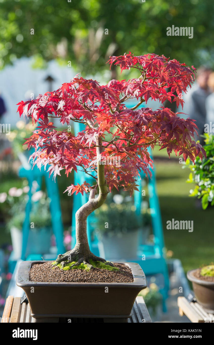 Acer palmatum deshojo bonsai japanese Banque de photographies et d'images à  haute résolution - Alamy