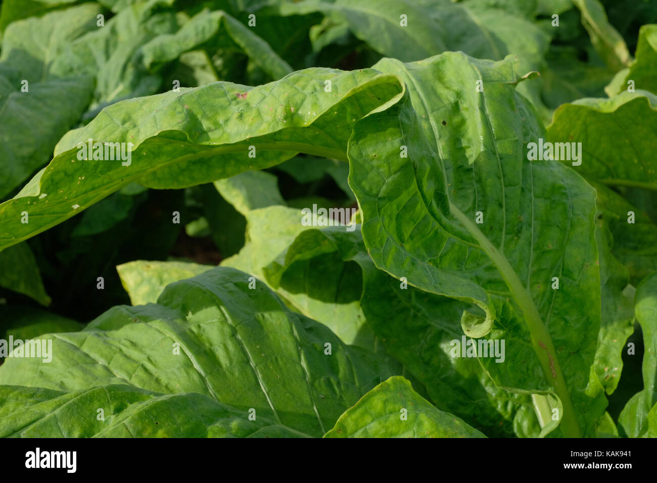 Les feuilles des plants de tabac dans un champ. Caroline du Nord récolte de tabac. Banque D'Images