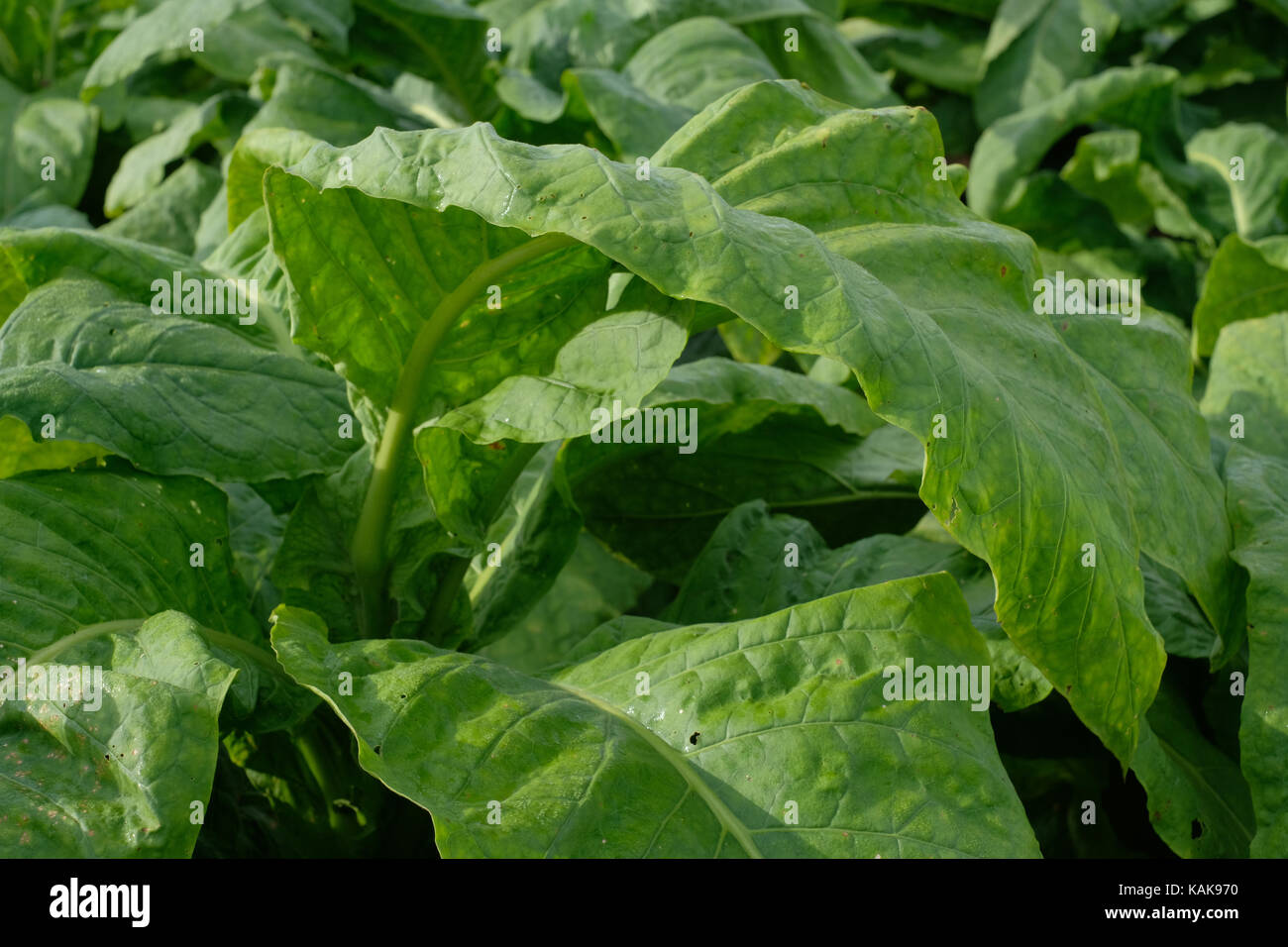 Les feuilles des plants de tabac dans un champ. Caroline du Nord récolte de tabac. Banque D'Images