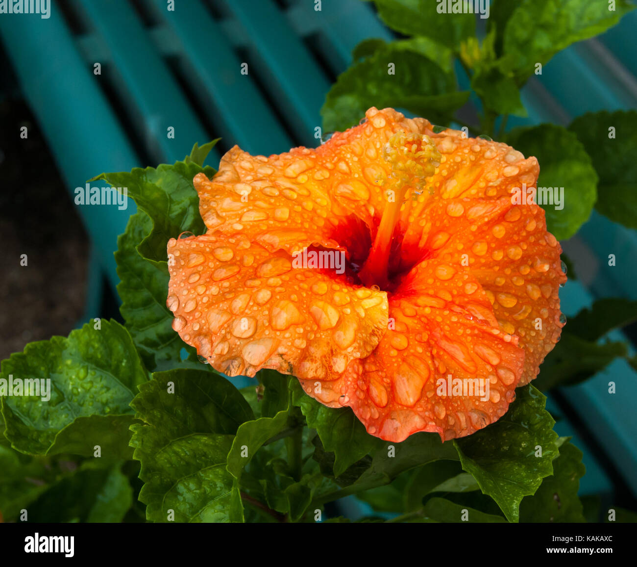 Un seul hibiscus orange en couleur et couverts dans les perles de pluie. Banque D'Images
