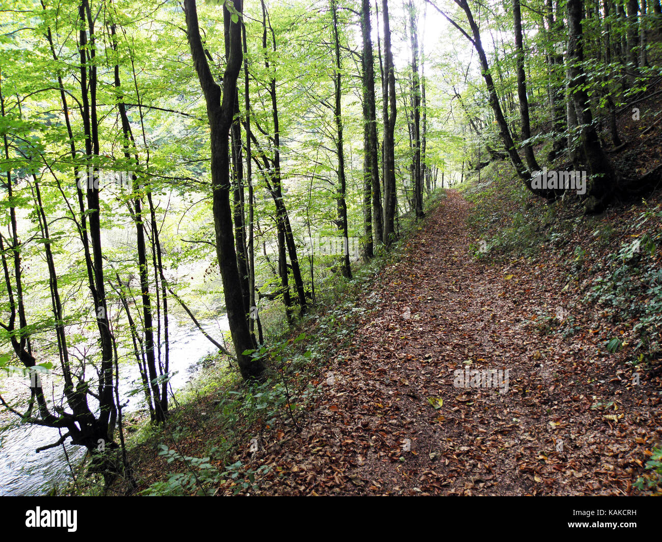 Les feuilles d'automne,nature croate,canyon kamacnik,europe,2 Banque D'Images