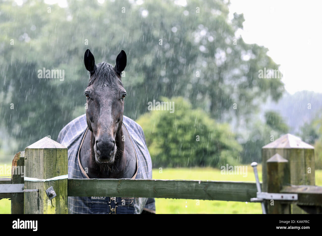 Un cheval pur-sang imbibé de pluie regarde au-dessus d'une porte en bois pendant une tempête de forte pluie. le cheval dans un imperméable a été laissé dehors dans un enclos clôturé Banque D'Images