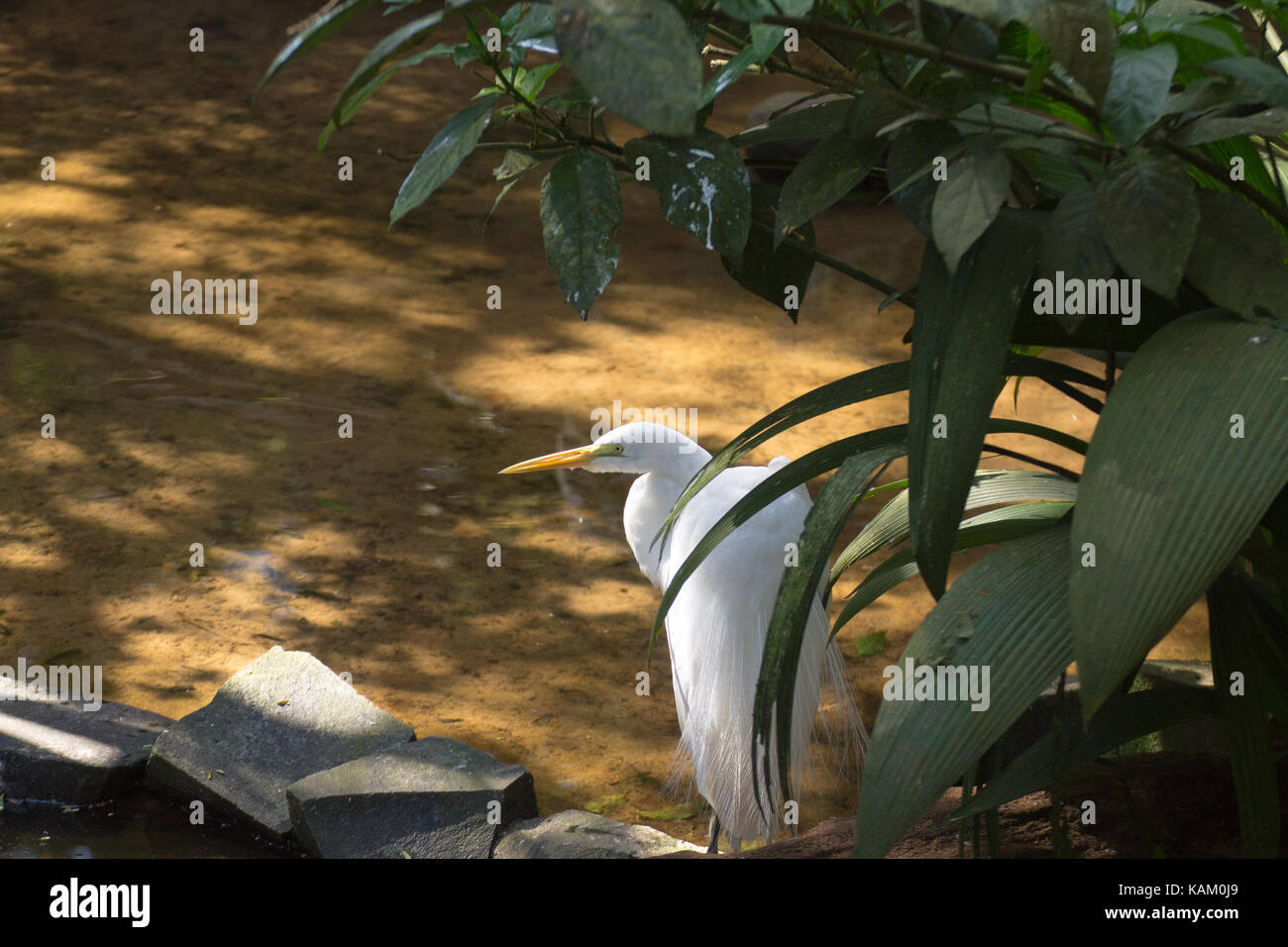 Grand oiseau d'aigrette sur la nature à Foz do Iguazu, Brésil. Faune brésilienne Banque D'Images
