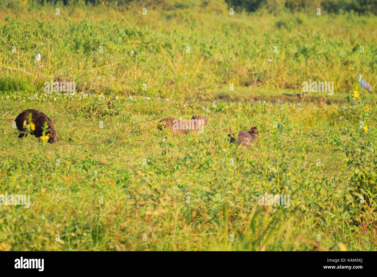 Beaux paysages du Pantanal, l'Amérique du Sud, Brésil. La nature et la faune le long de la route Transpantaneira célèbre. Banque D'Images
