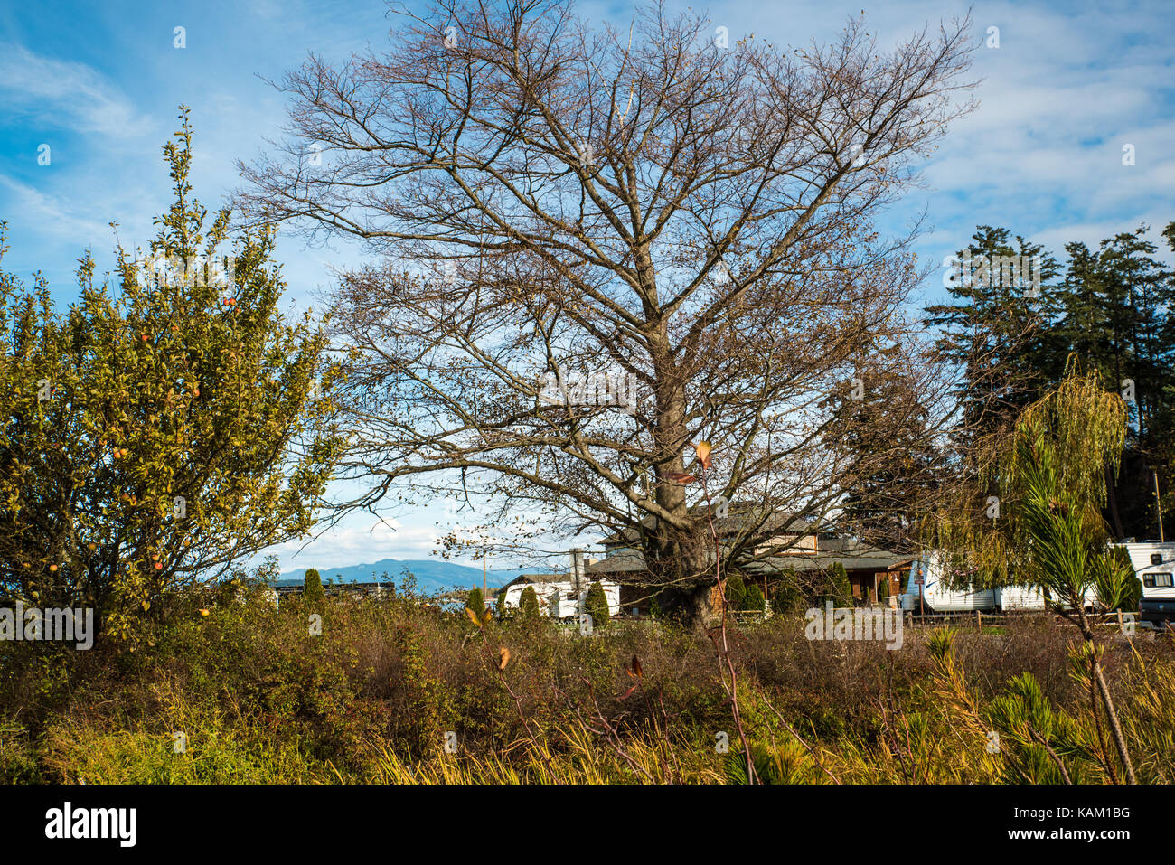 Thompson trail feuillage en octobre Banque D'Images