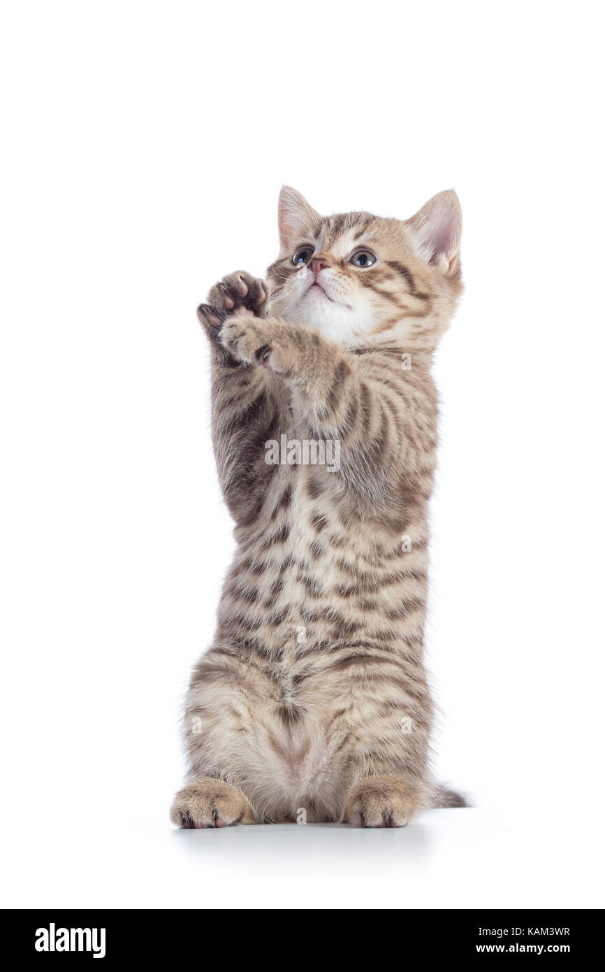 Joli Bebe Chat Banque De Photographies Et D Images A Haute Resolution Alamy