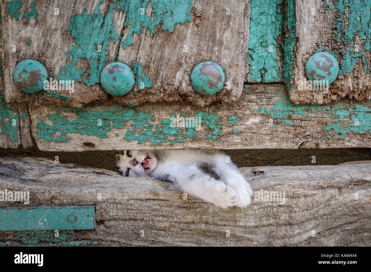 Petite kitty leg à travers le trou de la porte en bois ancien Banque D'Images