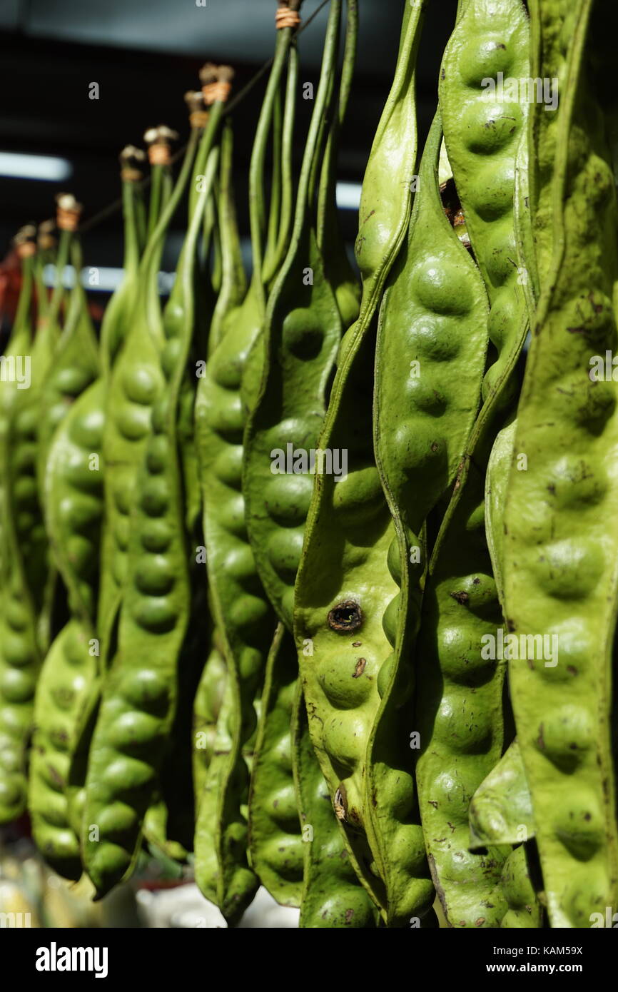 Petai, Parkia speciosa, long haricots comestibles Banque D'Images