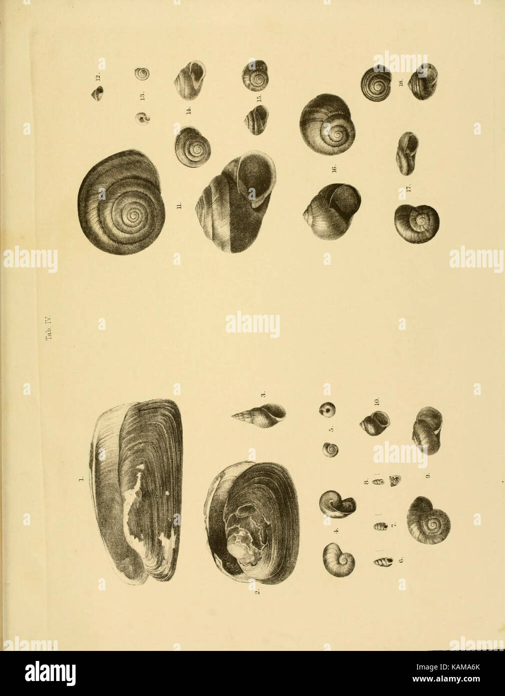 La zoologie du voyage du H.M.S. Erebus et Terror (10328105175) Banque D'Images