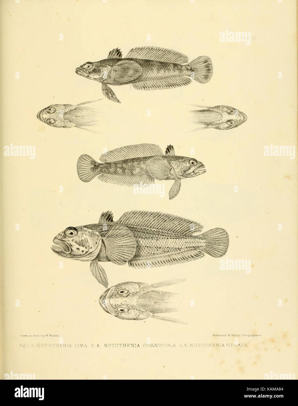 La zoologie du voyage du H.M.S. Erebus et Terror (10328078283) Banque D'Images
