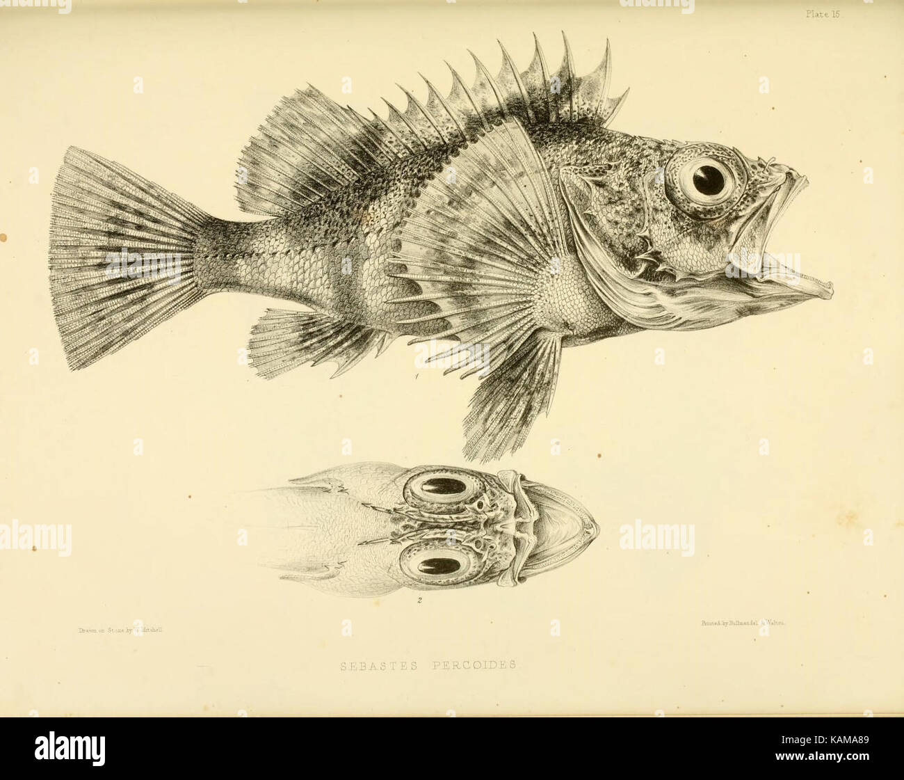 La zoologie du voyage du H.M.S. Erebus et Terror (10328089083) Banque D'Images