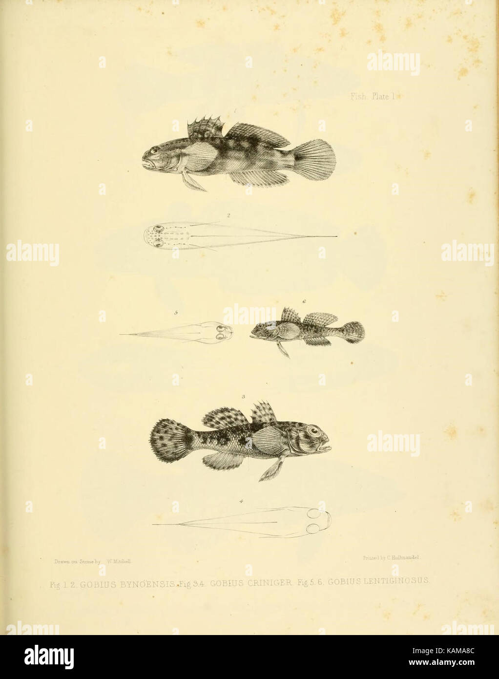 La zoologie du voyage du H.M.S. Erebus et Terror (10327874444) Banque D'Images