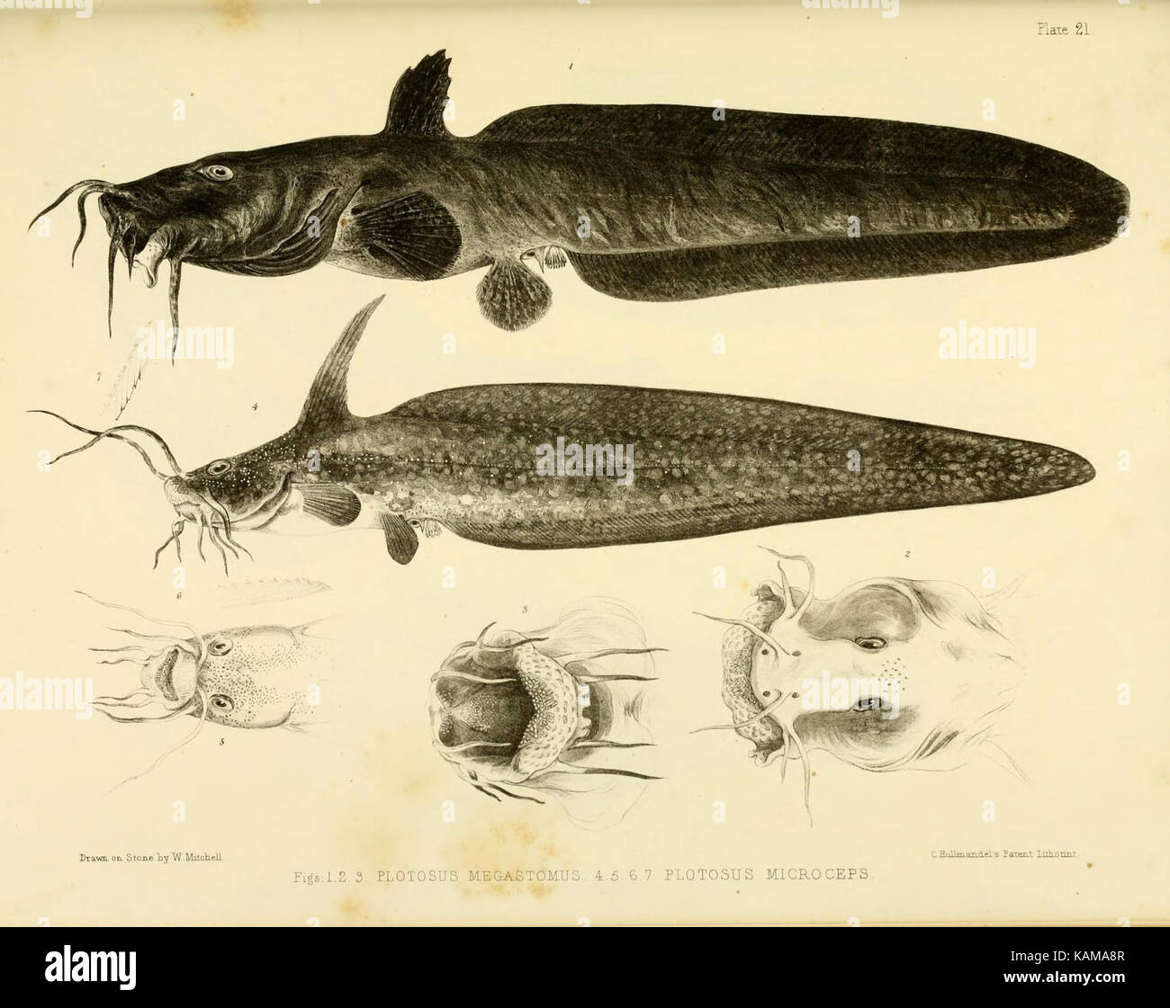 La zoologie du voyage du H.M.S. Erebus et Terror (10327932014) Banque D'Images